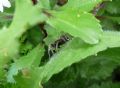Alopecosa albofasciata